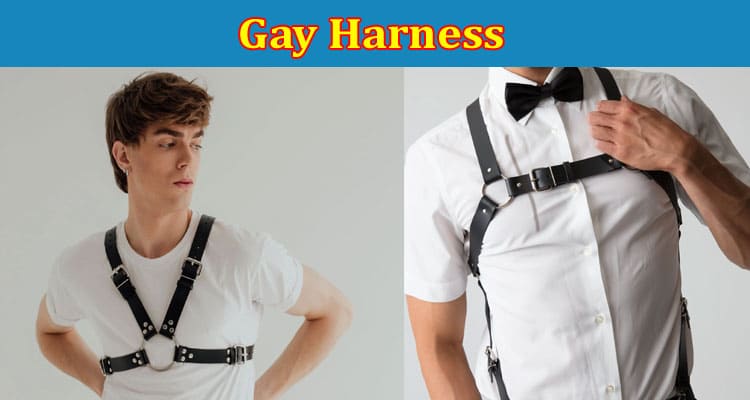 Complete Information About How to Find a Gay Harness That Won’t Leave You Feeling Let Down